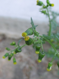 Senecio vulgaris